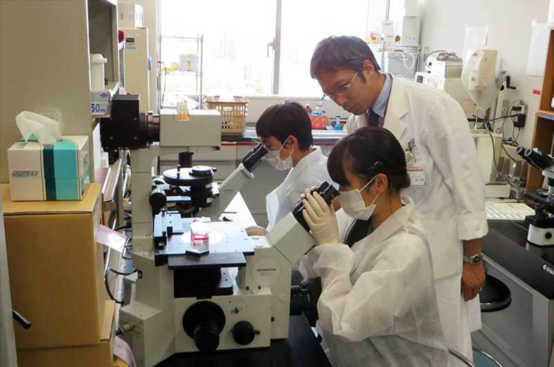 癌分子病態制御学の八代正和准教授の指導もと、正常細胞と癌細胞を観察。