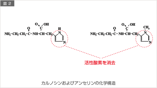 カルノシンおよびアンセリンの化学構造